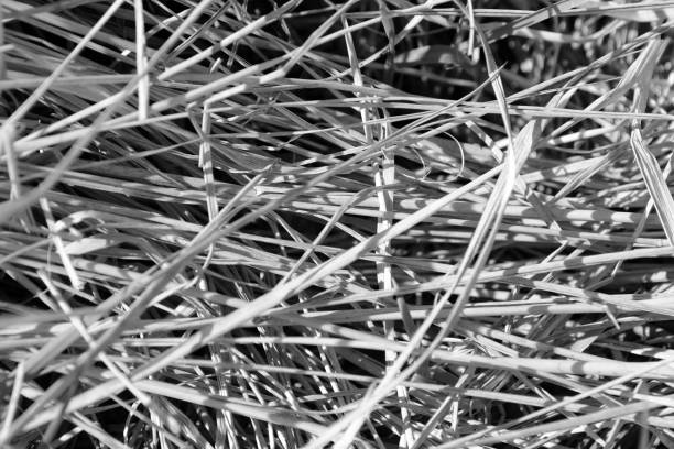 istock Dry grass close up. Natural background black and white 1147025490