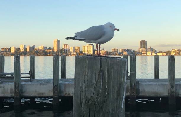 川の背景を持つ孤独な鳥 - wildlife australia wing cityscape ストックフォトと画像