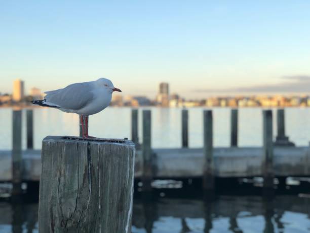 川の背景を持つ孤独な鳥 - wildlife australia wing cityscape ストックフォトと画像