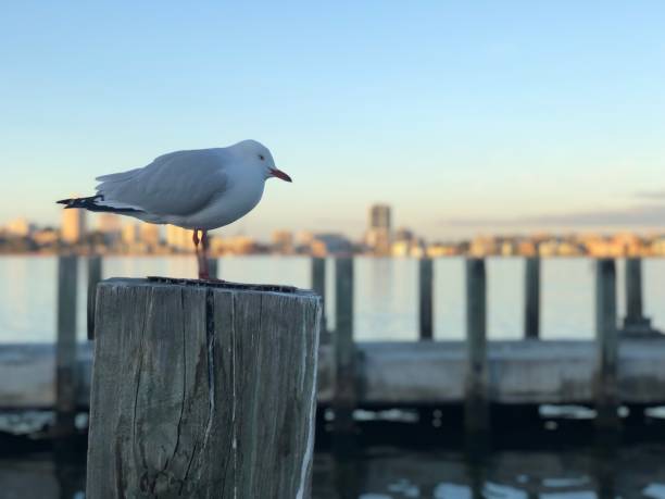 川の背景を持つ孤独な鳥 - wildlife australia wing cityscape ストッ�クフォトと画像