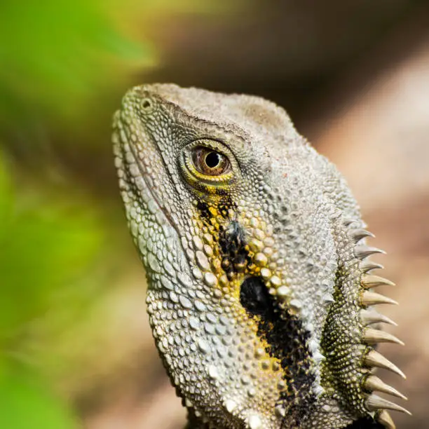 Eastern Water Dragon outside in nature during the day.