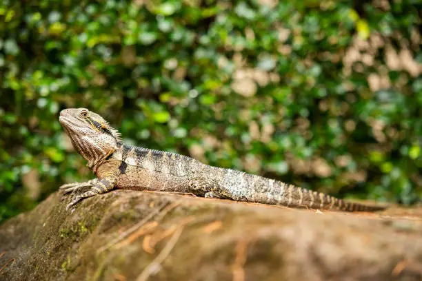 Eastern Water Dragon outside in nature during the day.