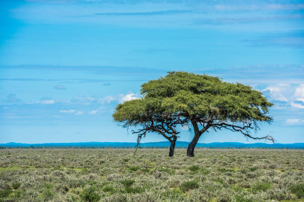 tree in savannah, classic african landscape image - africa south africa african culture plain imagens e fotografias de stock