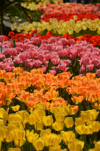 istock iridescent blooming tulips in the midday sun 1147029904