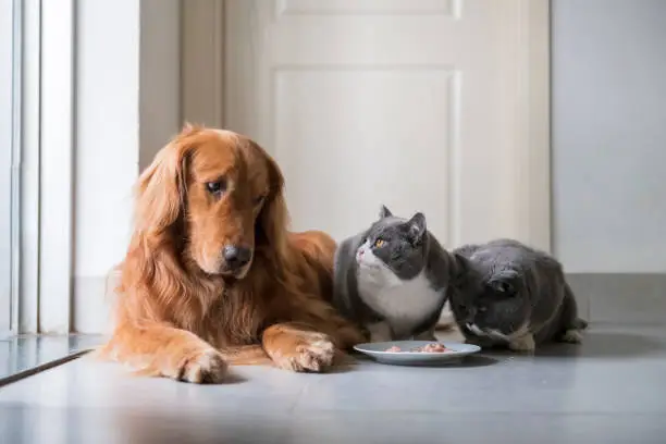 Photo of Golden Retriever eats with British Shorthair