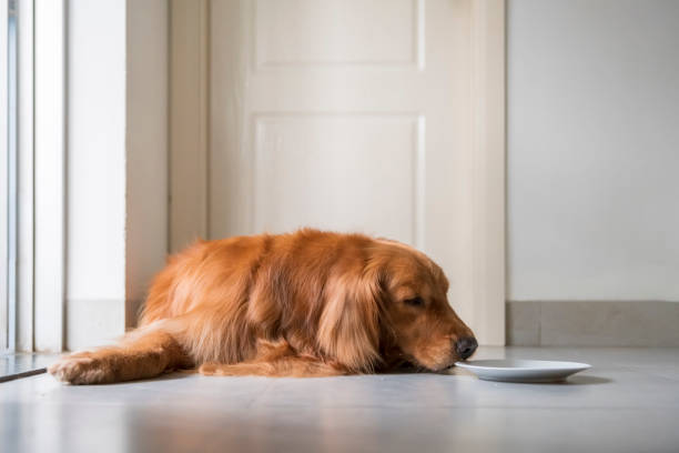 istock Golden retriever squatting on the ground 1147030364