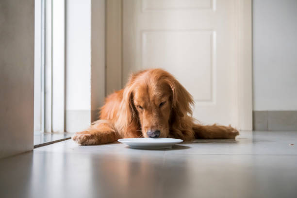 istock Golden retriever squatting on the ground 1147030370