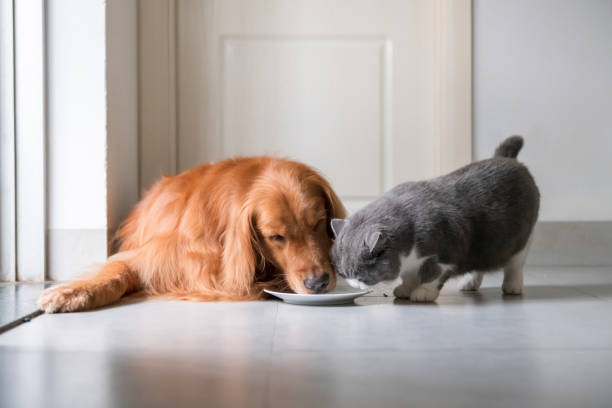 istock Golden Retriever eats with British Shorthair 1147030917