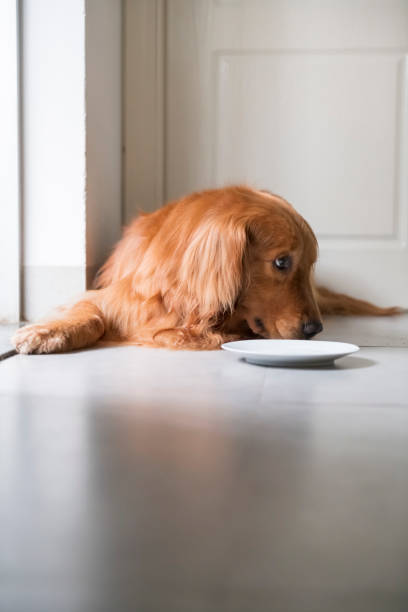 istock Golden retriever squatting on the ground 1147030925