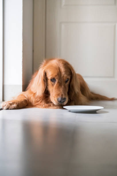 istock Golden retriever squatting on the ground 1147030936