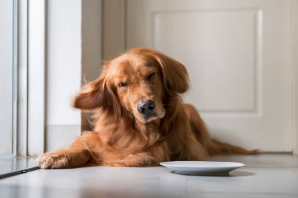 istock Golden retriever squatting on the ground 1147030941