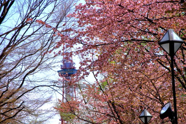 Cherry blossom view of Sapporo Odori Park stock photo