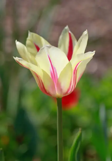 Photo of cream with red tinged striped tulip  head against a natural background