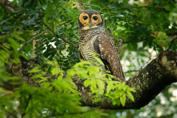 Spotted Wood-Owl - Strix seloputo, owl of the earless owl genus Strix,"r"nthree subspecies are seloputo, wiepkini and baweana.