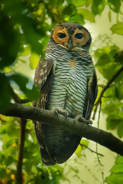 Spotted Wood-Owl - Strix seloputo, owl of the earless owl genus Strix,"r"nthree subspecies are seloputo, wiepkini and baweana.