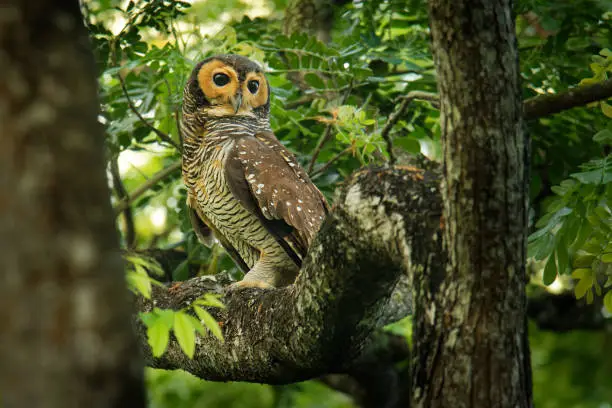 Spotted Wood-Owl - Strix seloputo, owl of the earless owl genus Strix,"r"nthree subspecies are seloputo, wiepkini and baweana.
