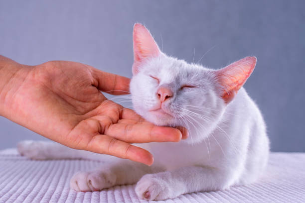 istock A white Thai cat that is happy like being rubbed by hand. 1147036237
