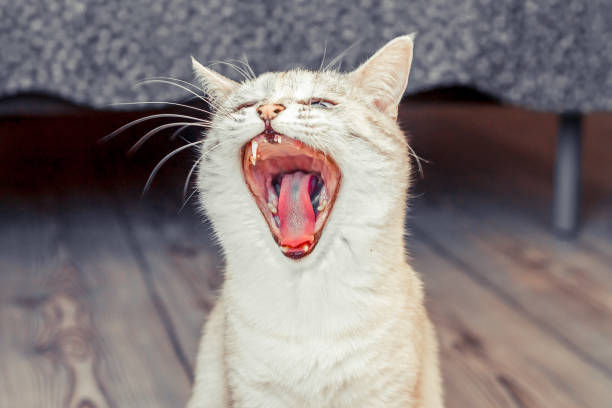 istock cat of white color 1147038256