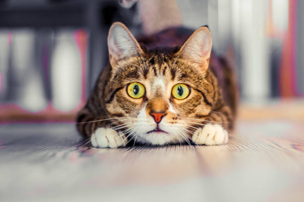 gato sorprendido - shock absorber fotografías e imágenes de stock