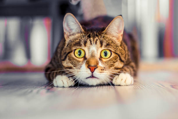 surprised cat charismatic surprised cat lies and stares ahead animal whisker photos stock pictures, royalty-free photos & images