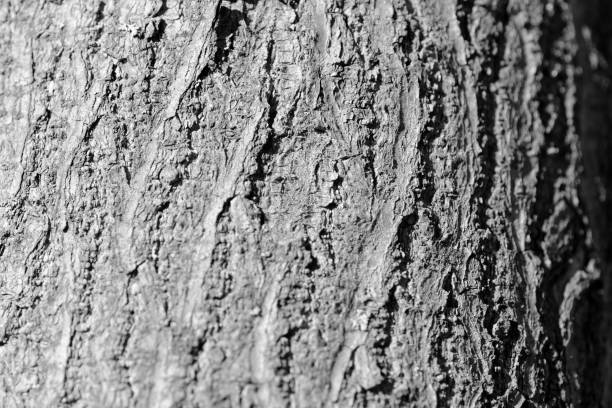Tree bark texture close up. Natural background black and white