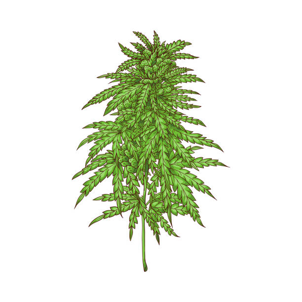 ilustrações, clipart, desenhos animados e ícones de folhas do cannabis do vetor, erva daninha verde, ícone do cânhamo - marijuana plant