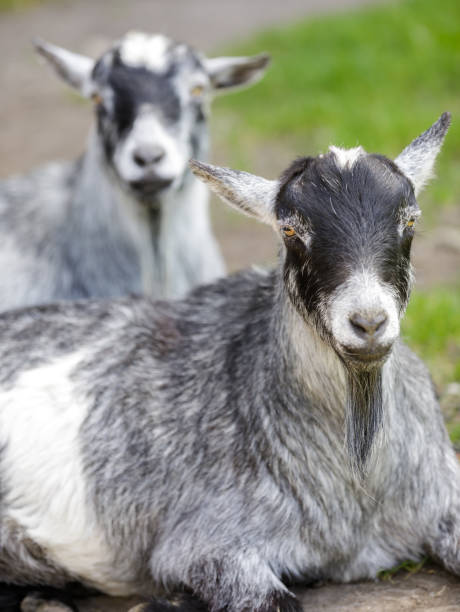 istock Pygmy goats cooling in the shade 1147041108