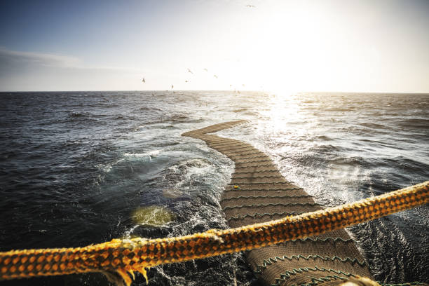 istock Trawl industrial fishing net 1147041975