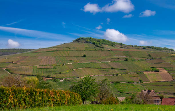 istock vineyard on hill grand cru in alsace 1147042037