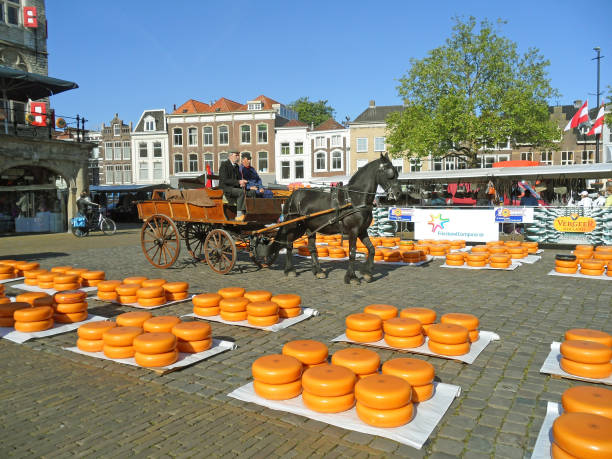 Wheels of Gouda Cheese Delivered by Horse drawn Cart, The Netherlands Wheels of Gouda Cheese Delivered by Horse drawn Cart to the Traditional Gouda Cheese Market, The Netherlands, 15th May 2014 gouda south holland stock pictures, royalty-free photos & images