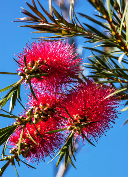 istock Bottlebrush Plant Callistemon Citrines 1147042741