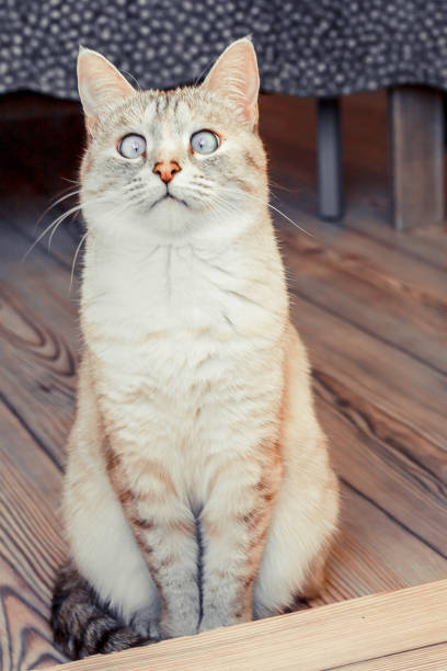 cross-eyed gato - cross eyed - fotografias e filmes do acervo
