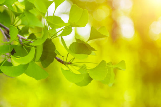 istock Close-up on Ginkgo Biloba tree 1147042966