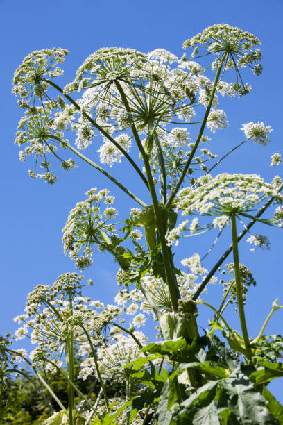 istock Giant Hogweed Cow Parsnip 1147044805