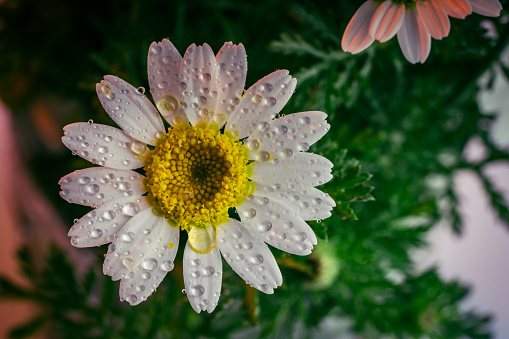 daisy and rain drops in spring