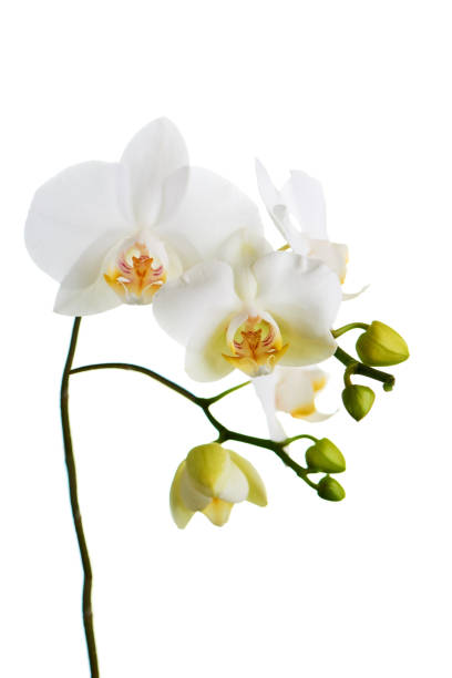 istock Orchid isolated on white background. 1147051022