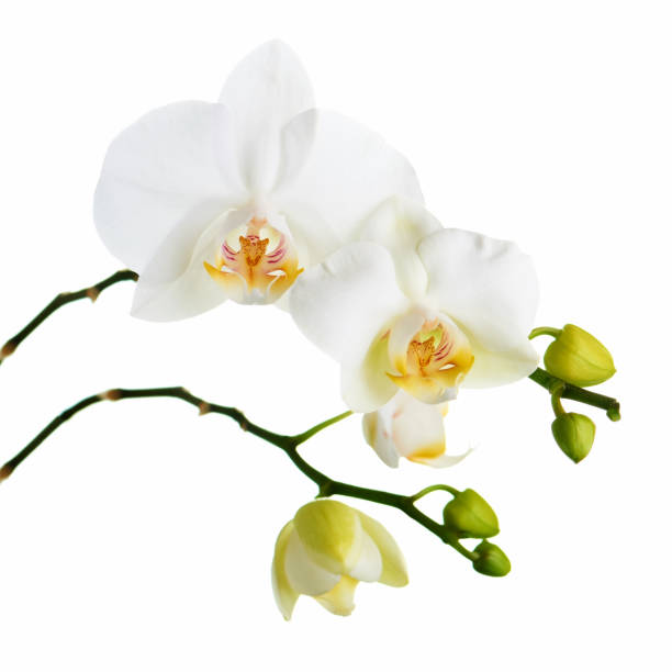 istock Orchid isolated on white background. 1147051050