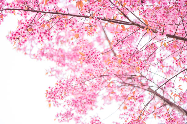istock Low Angle View Of Cherry Blossoms In Spring 1147051752