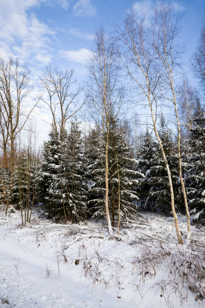 istock Winter season in the forest 1147057960