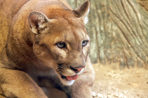 Mountain Lion Puma Cougar Action Stock Photo - Download Image Now -  Jaguarundi, Animal, Animal Body Part - iStock