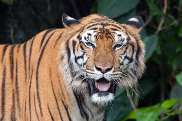 istock The tiger stood staring. 1147058315