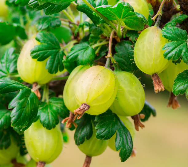 istock bush of gooseberries with berries 1147058858