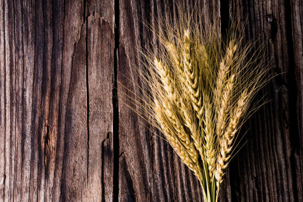 fascio di grano giallo su legno - field brown text harvesting foto e immagini stock