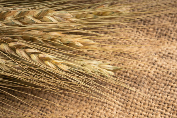 istock ear of wheat on jute fabric 1147058915