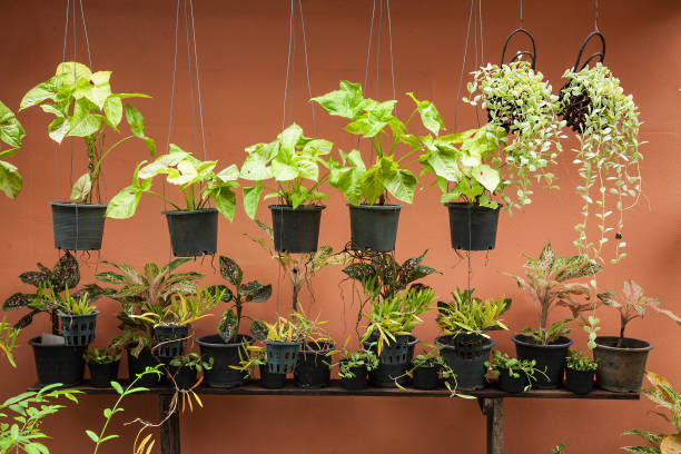 istock Plant pot with orange wall background 1147058960
