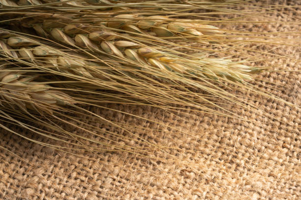 istock ear of wheat on jute fabric 1147059040