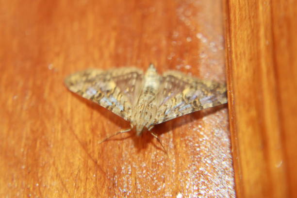 나무에 나 방 - moth silk moth night lepidoptera 뉴스 사진 이미지
