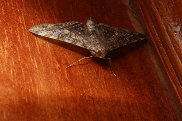나무에 나 방 - moth silk moth night lepidoptera 뉴스 사진 이미지