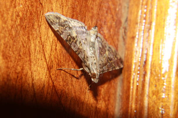 motte auf holz - moth silk moth night lepidoptera stock-fotos und bilder