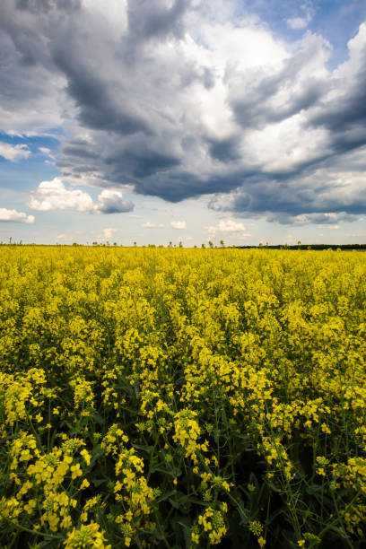 istock Flowering yellow rapeseed field under cloudy sky in Southern Romania during spring 1147060663